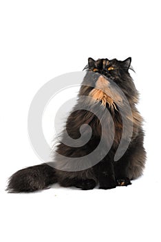 Persian tortie cat (PER f 62) on white background