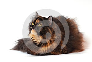 Persian tortie cat (PER f 62) on white background