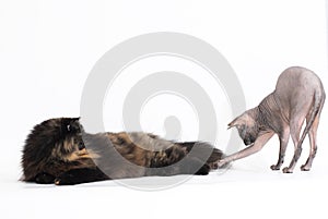 Persian tortie cat and sphynx on white background