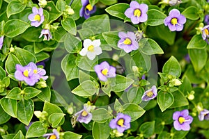 Persian violet, Exacum affine small purple flower closeup beauty banner plant hobby photo