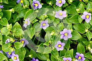 Persian violet, Exacum affine small purple flower closeup beauty banner plant hobby photo