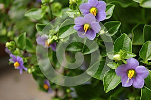 Exacum affine,Arabian, persian gentian, german violet ornamental plants in the garden. photo