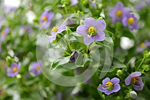 Persian violet\'s in full bloom. Cute small purple flowers Exacum affine, german violet plants in the garden. photo