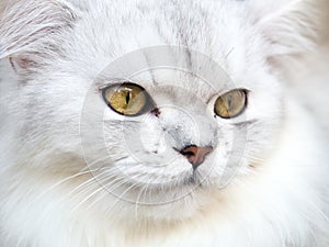 Persian white cat