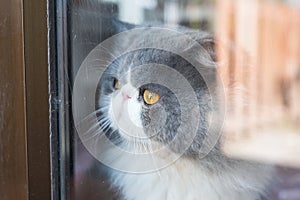 Persian white gray cat fluffy long hair with looking through glass