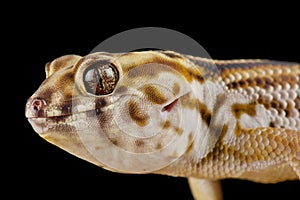 Persian wonder gecko Teratoscincus keyserlingii