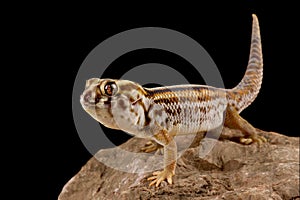 Persian wonder gecko Teratoscincus keyserlingii