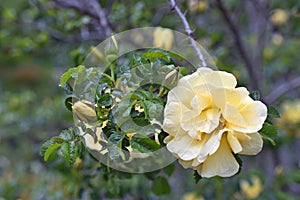 Persian Yellow Rose after a Rain photo