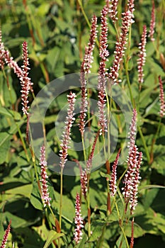 Persicaria affinis in bloom in summer