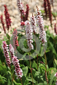 Persicaria affinis in bloom in summer