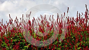 Persicaria affinis 'Darjeeling Red' flower on field