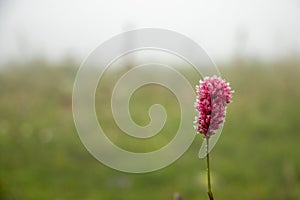 persicaria affinis dimity
