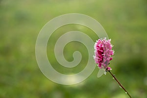 persicaria affinis dimity