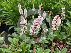 Persicaria affinis `Donald Lowndes`