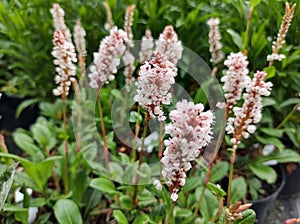 Persicaria affinis `Donald Lowndes`