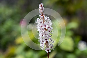 Persicaria affinis small pink white flowers on one stem in bloom