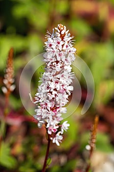 Persicaria affinis `Superba`