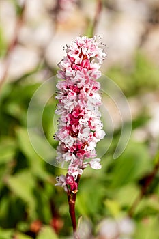 Persicaria affinis \'Superba