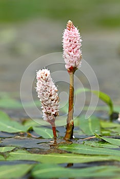 Persicaria amphibia