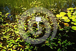 Persicaria amphibia blooms in July in a pond. Potsdam, Germany