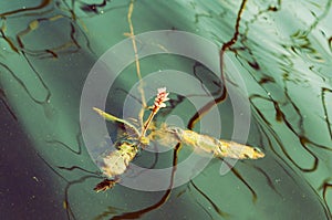 Persicaria amphibia flower on a lake surface