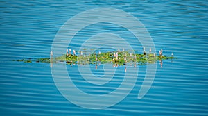 Persicaria amphibia or longroot smartweed floating on the pond surface. Several species of the plant with pink flowers and green