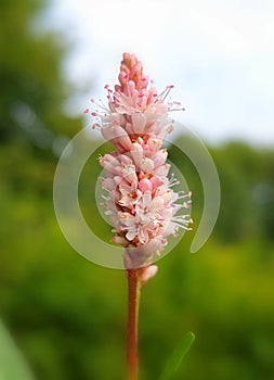 Persicaria amphibia (water smartweed)