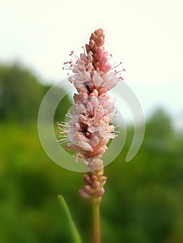 Persicaria amphibia (water smartweed)