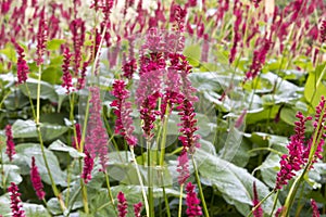 Close up mass of bright scarlet red spikes of Persicaria amplexicaulis `Firetail` red bistort flowers on long stems photo