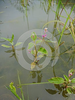 Persicaria amplexicaulis photo in aron photo
