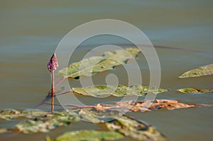 Persicaria, bistort