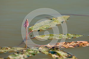 Persicaria, bistort