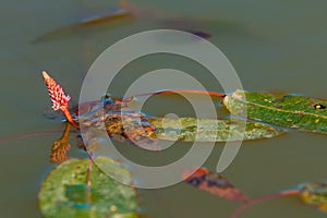 Persicaria, bistort