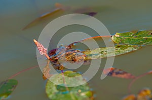 Persicaria, bistort