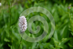 Persicaria bistorta with light white flowers