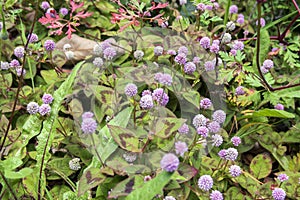 Persicaria capitata in bloom, prostrate herb