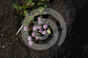 Persicaria capitata Polygonum flowers