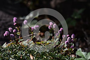 Persicaria capitata Polygonum flowers