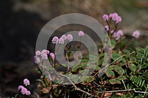 Persicaria capitata Polygonum flowers