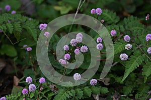 Persicaria capitata Polygonum flowers