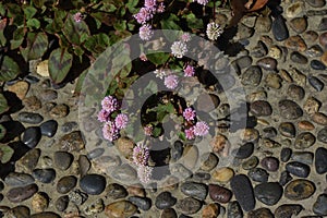 Persicaria capitata Polygonum flowers