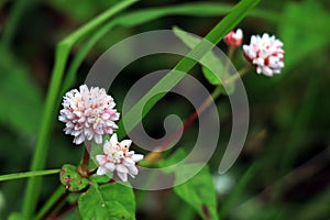 Persicaria capitata Polygonum flowers / Persicaria capitata
