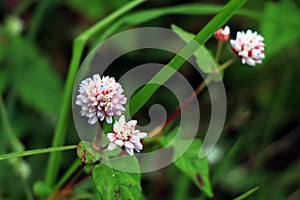 Persicaria capitata Polygonum flowers / Persicaria capitata.