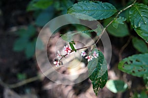 Persicaria chinensis commonly known as creeping smartweed or Chinese knotweed in nature photo