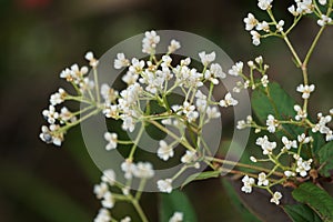 Persicaria chinensis (Polygonum chinense, creeping smartweed, Chinese knotweed)