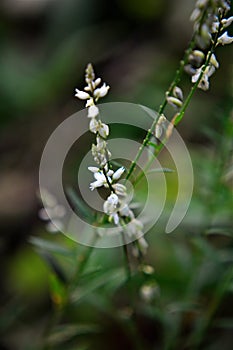 Persicaria decipiens flower in the garden