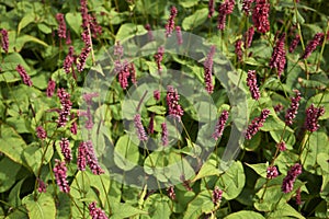 Persicaria fat domino