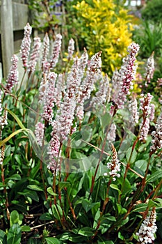 Persicaria flowers