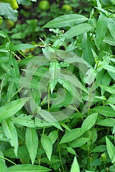 Persicaria hydropiper grows in the wild