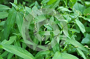 Persicaria hydropiper grows in the wild